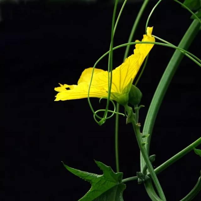 丝瓜的营养价值及功效，丝瓜的营养价值及功效百度百科（丝瓜19个鲜为人知的功效）