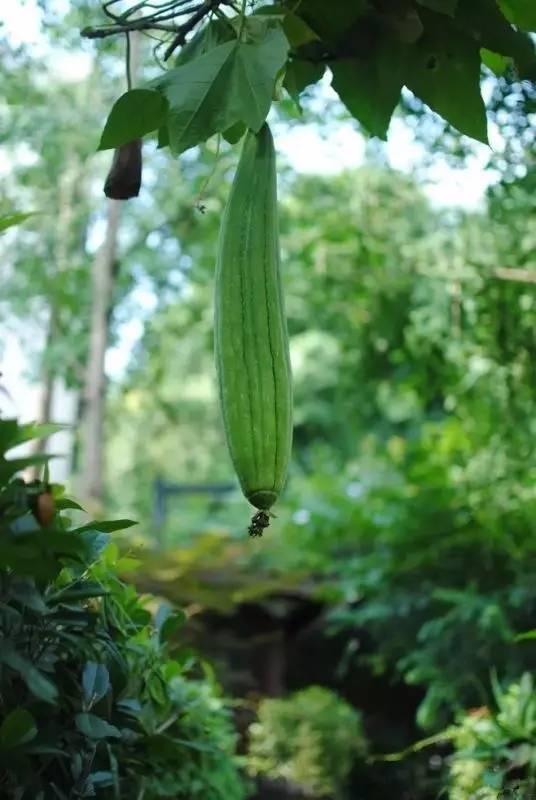 丝瓜的营养价值及功效，丝瓜的营养价值及功效百度百科（丝瓜19个鲜为人知的功效）