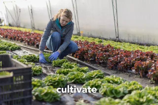 plant是什么意思,plant什么意思(英文"种植"是plant还是grow)