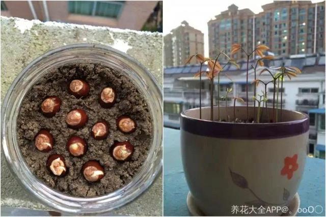 菠萝蜜的核可以发芽种植吗，菠萝蜜的核怎么发芽（长的比绿萝还要快）