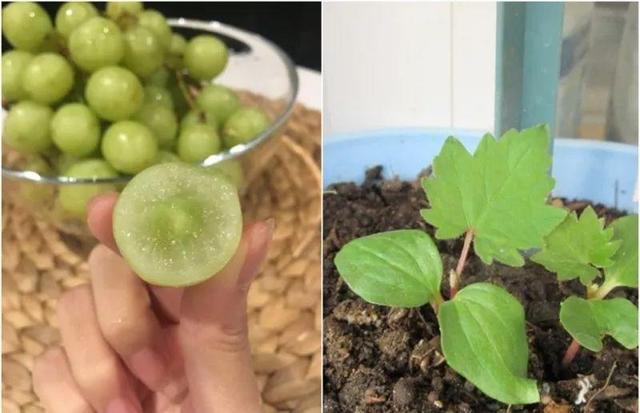 菠萝蜜的核可以发芽种植吗，菠萝蜜的核怎么发芽（长的比绿萝还要快）