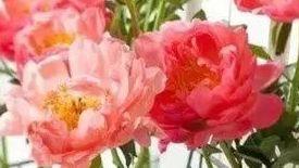 用盐水洗头的危害，经常用盐水洗头的危害（竟然有这种奇效）