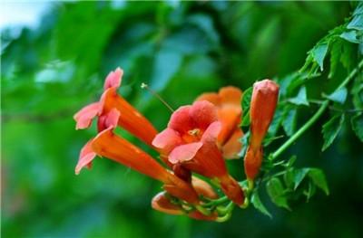凌霄花花语 凌霄花花语是什么，凌霄花花语（凌霄花的花语与传说）