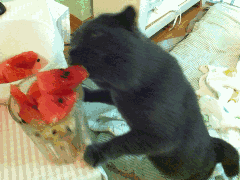 可爱的西瓜花、西瓜丸，西瓜切出新花样（成都人西瓜季的各种吃法）