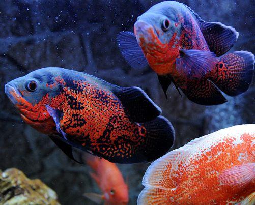 罗汉鱼头洞病治疗方法，罗汉鱼头洞病治疗方法图解（鱼缸里饲养的罗汉鱼为何眼球突出）