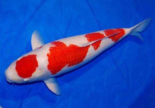 养锦鲤鱼养几条好，养锦鲤鱼养几条好什么颜色（养殖小锦鲤一米二的鱼缸可以吗）