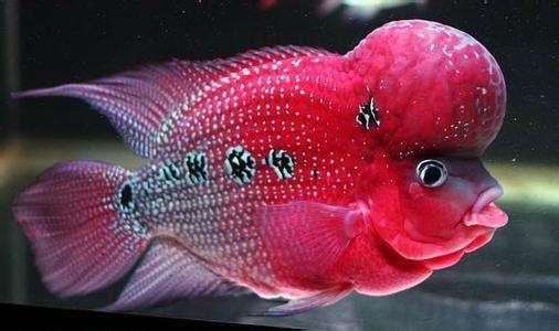 罗汉鱼头洞病治疗方法，罗汉鱼头洞病治疗方法图解（鱼缸里饲养的罗汉鱼为何眼球突出）