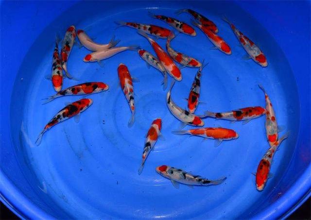 养锦鲤鱼养几条好,养锦鲤鱼养几条好什么颜色(养殖小锦鲤一米二的鱼缸