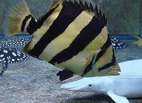 观赏鱼可以吃吗，观赏鱼锦鲤能吃吗（这些观赏鱼在原产地最初都是食用鱼）