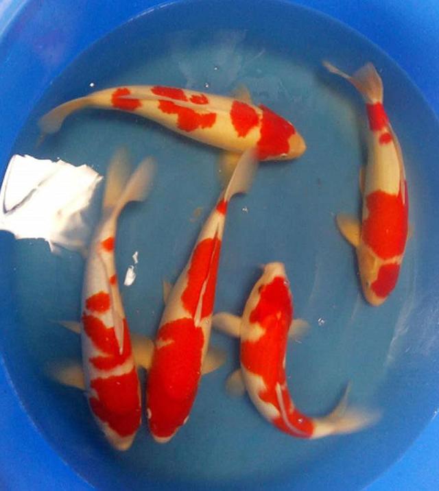 养锦鲤鱼养几条好，养锦鲤鱼养几条好什么颜色（养殖小锦鲤一米二的鱼缸可以吗）