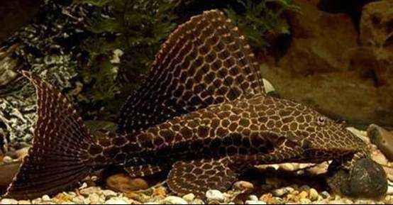 观赏鱼可以吃吗，观赏鱼锦鲤能吃吗（这些观赏鱼在原产地最初都是食用鱼）