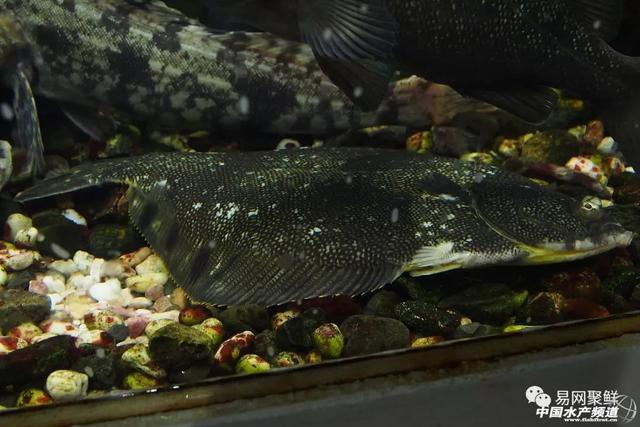 比目鱼又叫什么鱼,比目鱼是鱼吗(如何区分市场常见的比目鱼)