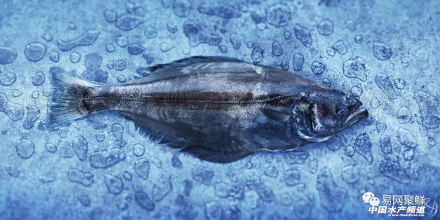 比目鱼又叫什么鱼,比目鱼是鱼吗(如何区分市场常见的比目鱼)