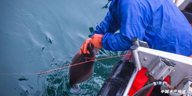 比目鱼又叫什么鱼,比目鱼是鱼吗(如何区分市场常见的比目鱼)