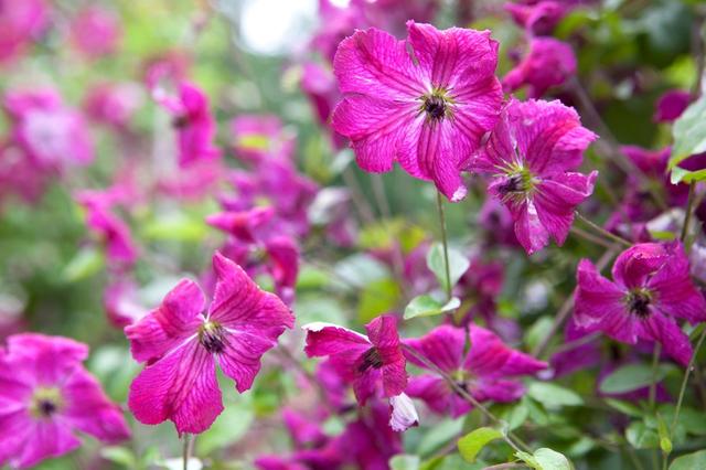一年四季开花的铁线莲品种，10个夏天开花的铁线莲品种推荐
