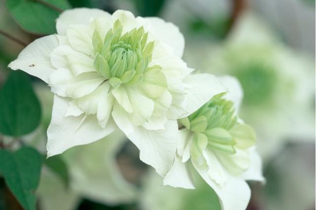 一年四季开花的铁线莲品种，10个夏天开花的铁线莲品种推荐