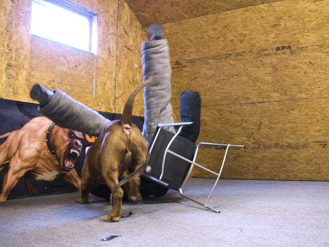 世界最大斗牛犬，世界最大斗牛犬体重超过150斤（世界上最大的斗牛犬体重80公斤）