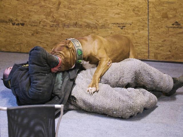 世界最大斗牛犬，世界最大斗牛犬体重超过150斤（世界上最大的斗牛犬体重80公斤）