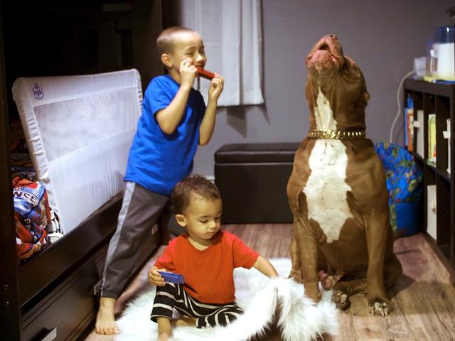 世界最大斗牛犬，世界最大斗牛犬体重超过150斤（世界上最大的斗牛犬体重80公斤）