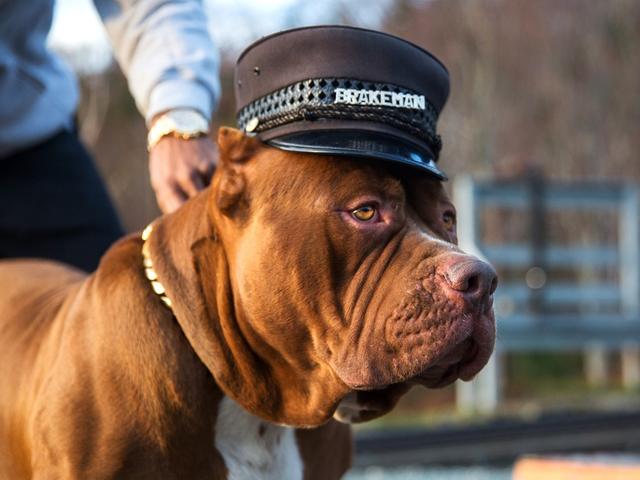 世界最大斗牛犬，世界最大斗牛犬体重超过150斤（世界上最大的斗牛犬体重80公斤）