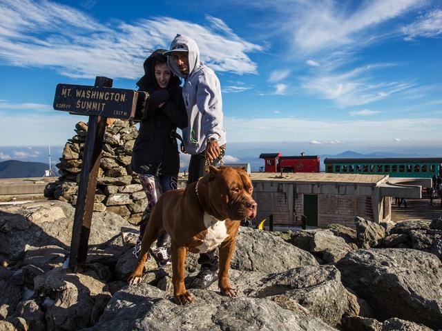 世界最大斗牛犬，世界最大斗牛犬体重超过150斤（世界上最大的斗牛犬体重80公斤）