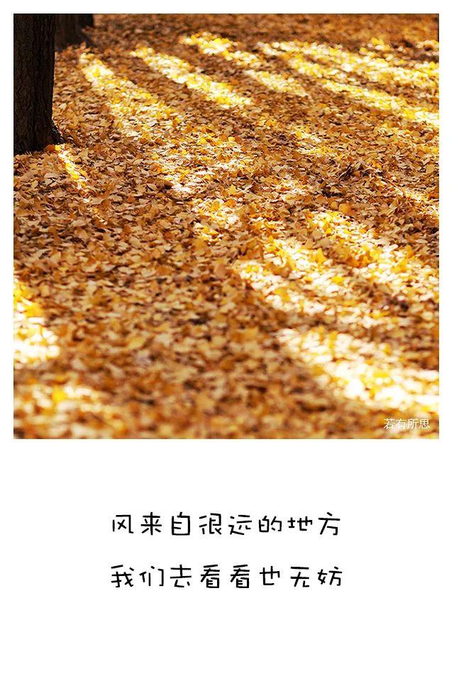 喜欢秋天的理由，我为什么喜欢秋天（秋天最像人生）