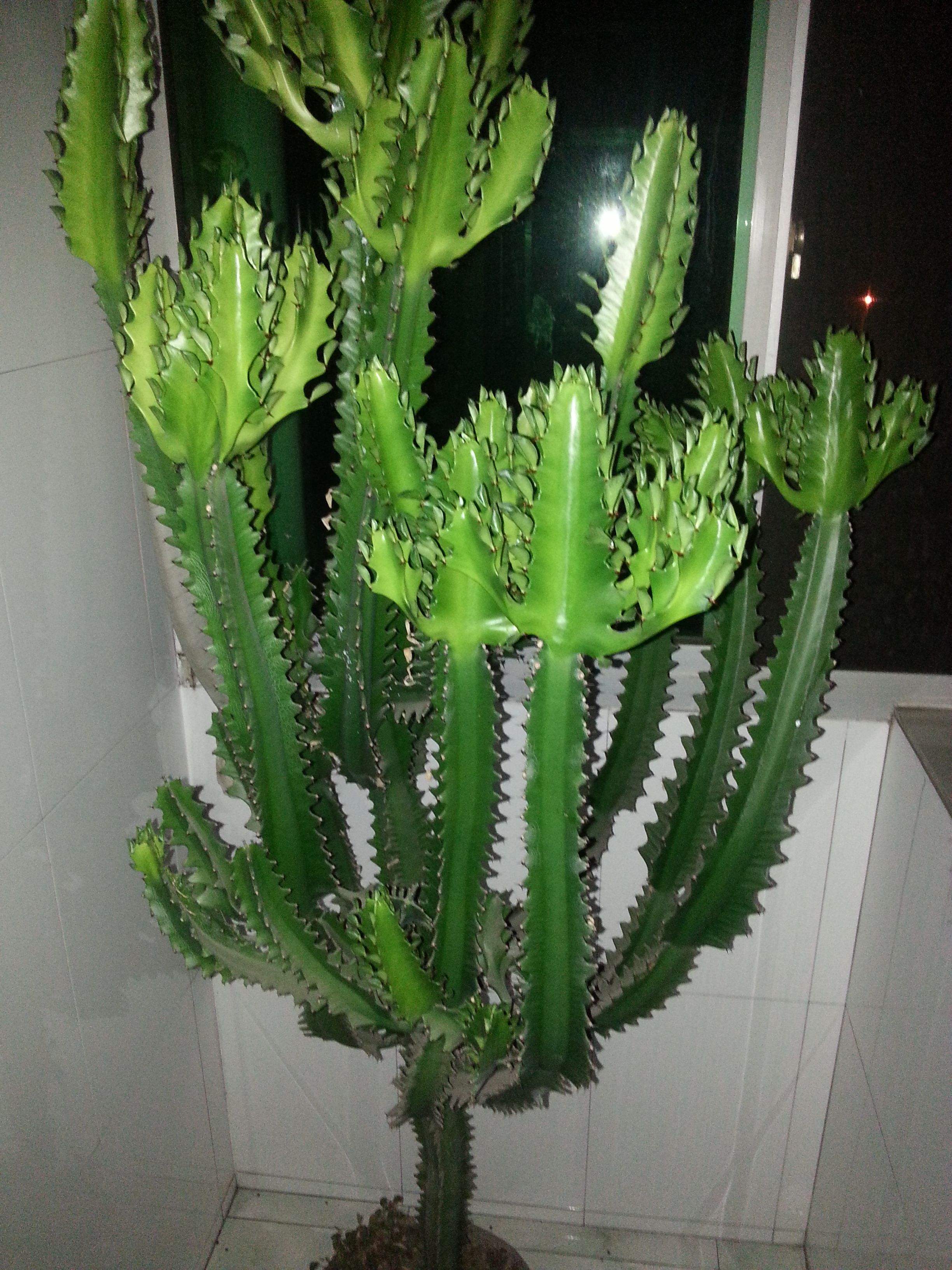 龙骨适合什么样的花盆图片,家里养盆龙骨-相术-荣耀易学