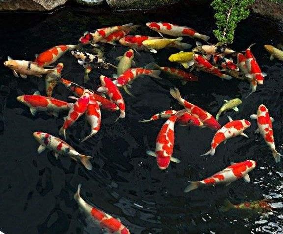 养锦鲤鱼养几条好，养锦鲤鱼养几条好什么颜色（养殖小锦鲤一米二的鱼缸可以吗）