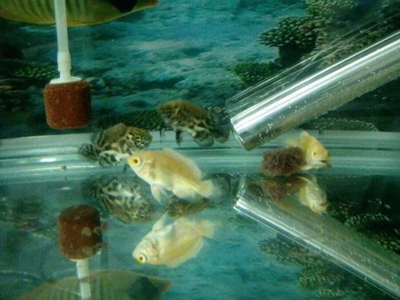 地图鱼能长多大，地图鱼生长期是多久（能把地图鱼养出病来养到拒食）