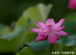 杨万里的古诗有哪些，杨万里笔下最美的二十首绝句 