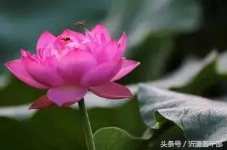  杨万里的古诗有哪些，杨万里笔下最美的二十首绝句 