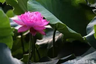  杨万里的古诗有哪些，杨万里笔下最美的二十首绝句 