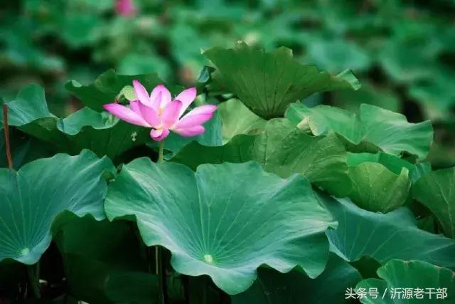  杨万里的古诗有哪些，杨万里笔下最美的二十首绝句 