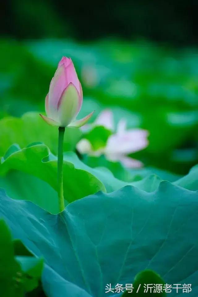  杨万里的古诗有哪些，杨万里笔下最美的二十首绝句 
