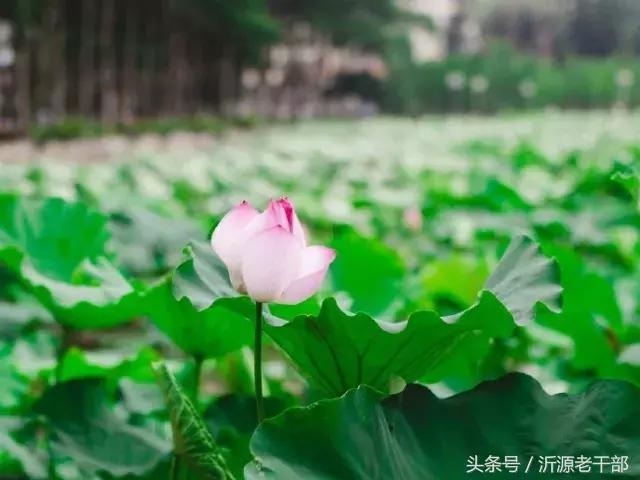  杨万里的古诗有哪些，杨万里笔下最美的二十首绝句 