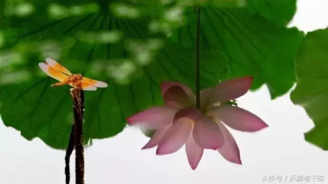  杨万里的古诗有哪些，杨万里笔下最美的二十首绝句 