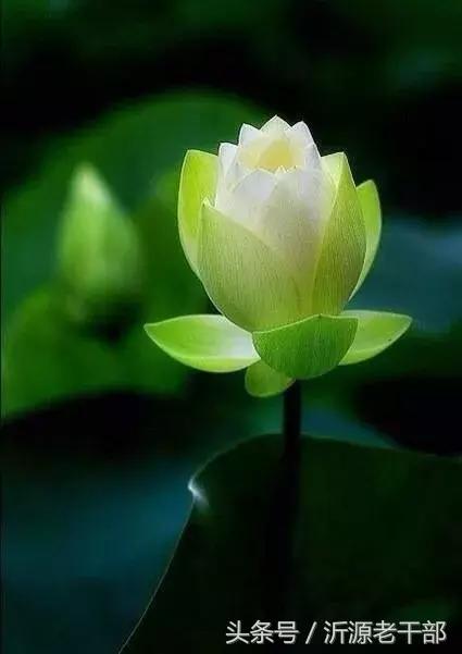  杨万里的古诗有哪些，杨万里笔下最美的二十首绝句 