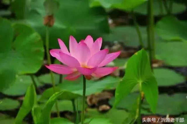  杨万里的古诗有哪些，杨万里笔下最美的二十首绝句 