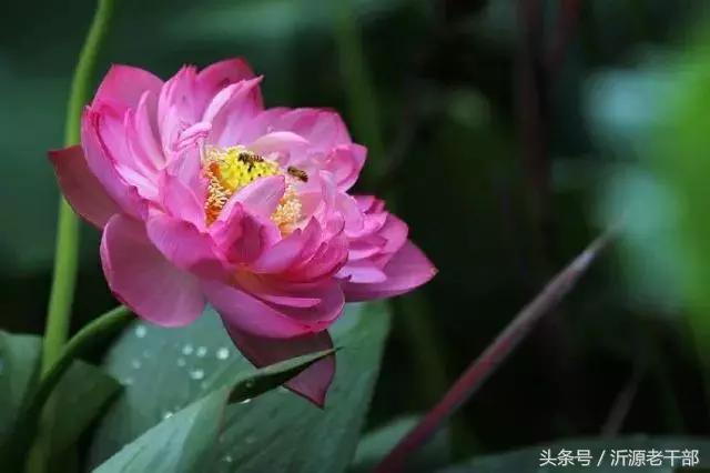  杨万里的古诗有哪些，杨万里笔下最美的二十首绝句 