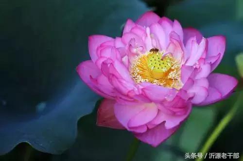  杨万里的古诗有哪些，杨万里笔下最美的二十首绝句 
