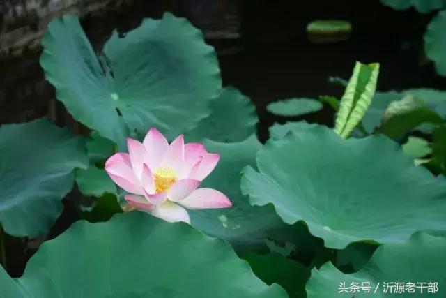 杨万里的古诗有哪些，杨万里笔下最美的二十首绝句 