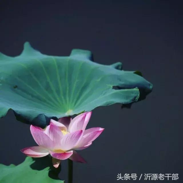  杨万里的古诗有哪些，杨万里笔下最美的二十首绝句 