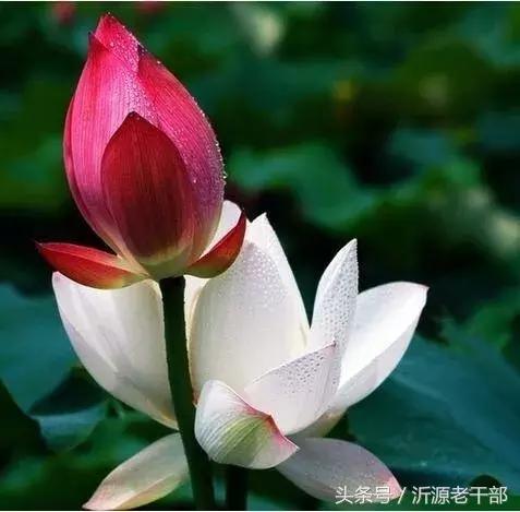  杨万里的古诗有哪些，杨万里笔下最美的二十首绝句 