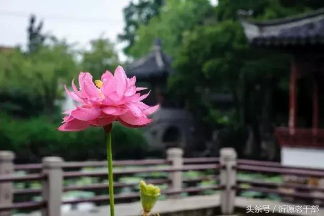  杨万里的古诗有哪些，杨万里笔下最美的二十首绝句 