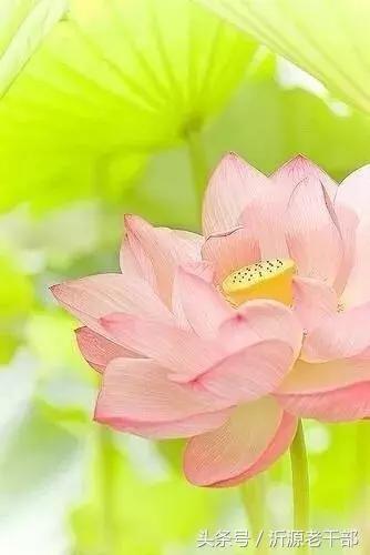  杨万里的古诗有哪些，杨万里笔下最美的二十首绝句 