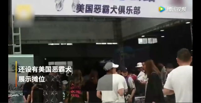 小可爱是什么狗，哪种狗狗特别可爱特别好养（其实是小可爱的恶霸犬）