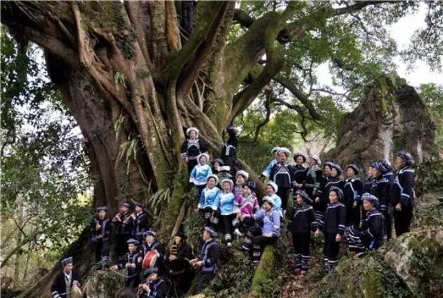 人参果产地，为什么医生不建议吃人参果（“不加糖就很甜”—来自贵州深山里的瑰宝）