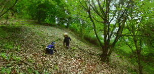 人参果产地，为什么医生不建议吃人参果（“不加糖就很甜”—来自贵州深山里的瑰宝）