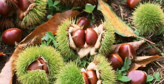 人参果产地，为什么医生不建议吃人参果（“不加糖就很甜”—来自贵州深山里的瑰宝）