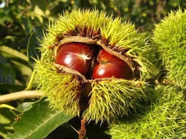 人参果产地，为什么医生不建议吃人参果（“不加糖就很甜”—来自贵州深山里的瑰宝）